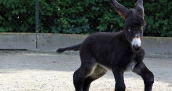 Zoo in Germany is now home to a young Poitou donkey