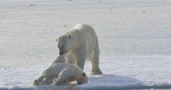 Rare case of polar bear  cannibalism linked to climate change