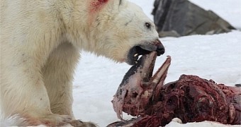 Wildlife researchers witness a polar bear eating a white-beaked dolphin