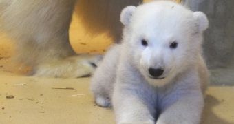 Polar bear cub born at zoo in Germany last year, on December 16