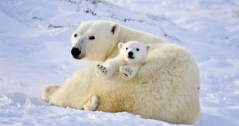 Female polar bears in the Arctic are delivering fewer cubs, survey finds