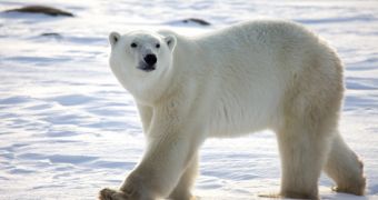 Polar bear living in captivity in Germany dies after eating a bag and a coat