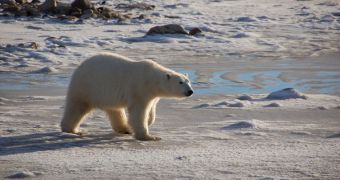 A female polar bear walks along the shore of Canada's Hudson Bay, waiting for ice to form