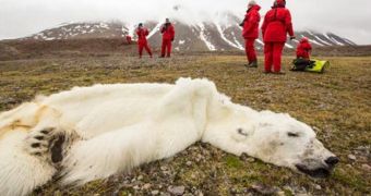 Polar bear in Norway starves to death