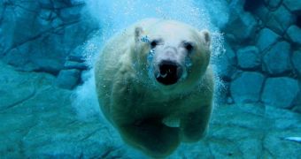 Polar bear and seal swim out of Minnesotan zoo