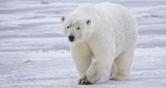 Polar Bears Are 600,000 Years Old