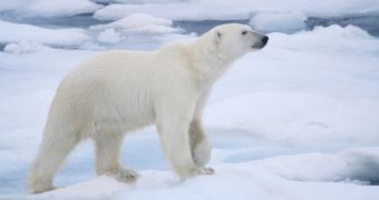 Poachers kill and skin two polar bears in the Arctic