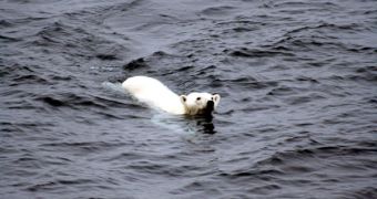 As ice melts, polar bears often find themselves in the situation where the sheets they have left are no longer there. They swim for hours, until they drown from exhaustion