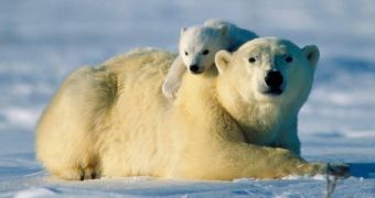 Polar Bears found to be younger than believed