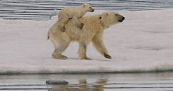Polar bears were discovered carrying their youngsters on their back, to shield them from cold waters