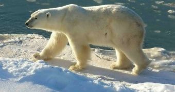 The global polar bear population will experience a "steep" decline once a threshold point is reached, scientists say