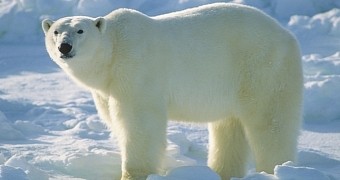 Polar Bears in the Canadian Arctic Archipelago Risk Starving to Death