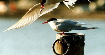 Arctic terns travel 70,900 kilometers each year
