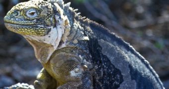 German national is arrested for trying to smuggle Galapagos iguanas