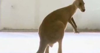 A kangaroo runs loose in a car park in Melbourne Airport