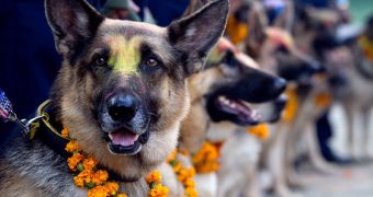 Police Dogs and Cows in Nepal Get Blessed by Locals
