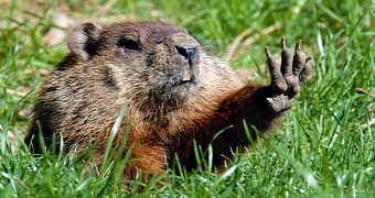 Punxsutawney Phil is wanted by the police