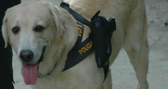 Police Labrador Is Authorized to Carry a Gun