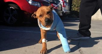 Three police officers now call themselves the "foster mommies" of a dog they rescued after it got hit by a car