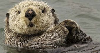Water pollution affects the reproductive organs of male otters, study says