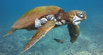 Photo shows a sea turtle with tumors caused by fibropapillomatosis