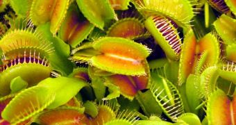 Pollution causes carnivorous plants to behave in an odd manner