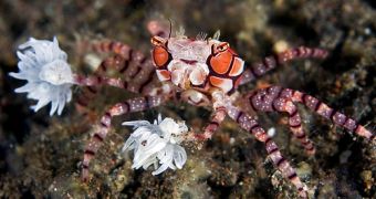 Pom-Pom Crab Does Cheerleader Dance