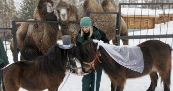 Two ponies living in Russia got married this Valentine's Day