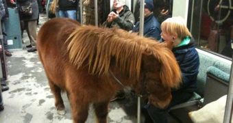A passenger travels with a Shetland pony on the S-Bahn train