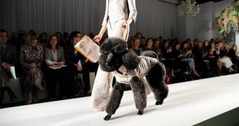 Poodle steals the spotlight from professional models