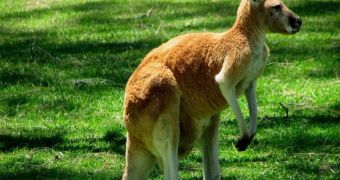 Conservationists learn more about kangaroos by analyzing their droppings