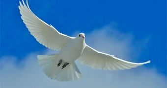A white dove set free by the Pope is attacked by a seagull
