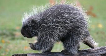 Porcupine injures woman after falling from a lamp-post, landing on her head