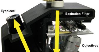 In this schematic, yellow arrows indicate the trans-illumination light path of the Global Focus microscope