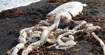 Giant squid washes ashore in NZ