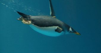 Penguins could benefit from the set-up of marine protected areas