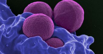Killing persister cells in MRSA colonies makes the bacteria responsive to antibiotics