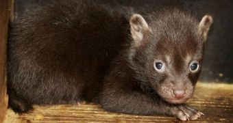 Prague Zoo announces the birth of four baby bush dogs