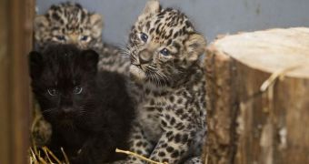 Prague Zoo welcomes critically endangered Amur leopard cubs
