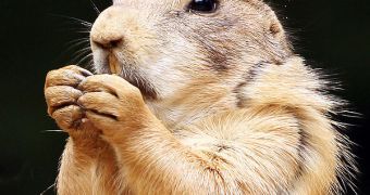 Prairie dogs may have the most complex language in nature