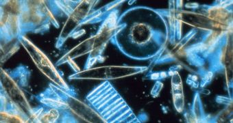Phytoplankton forms the basis of oceanic food webs