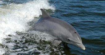 Bottlenose dolphins swim more awkwardly during late stages of their pregnancies