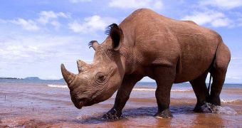Poachers kill pregnant rhino in Kenya