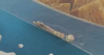 A woman finds a mouse femur in her cereal box