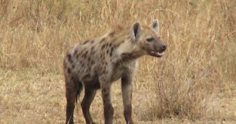 Hyenas were in the past a great human adversary