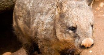 Today's wombat