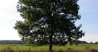 Study links trees to better public health