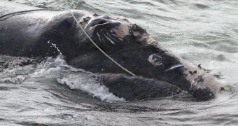 This is the whale that died in Florida. Conservation experts tried to disentangle it twice in the last couple of months, but failed...