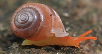 Previously Undocumented Carnivorous Snails Discovered in Northern Thailand