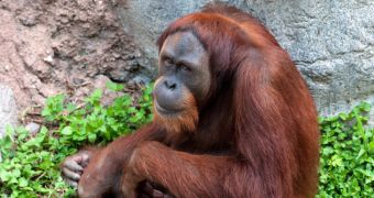 Severely threatened orangutans found to be hiding in the forests of Borneo